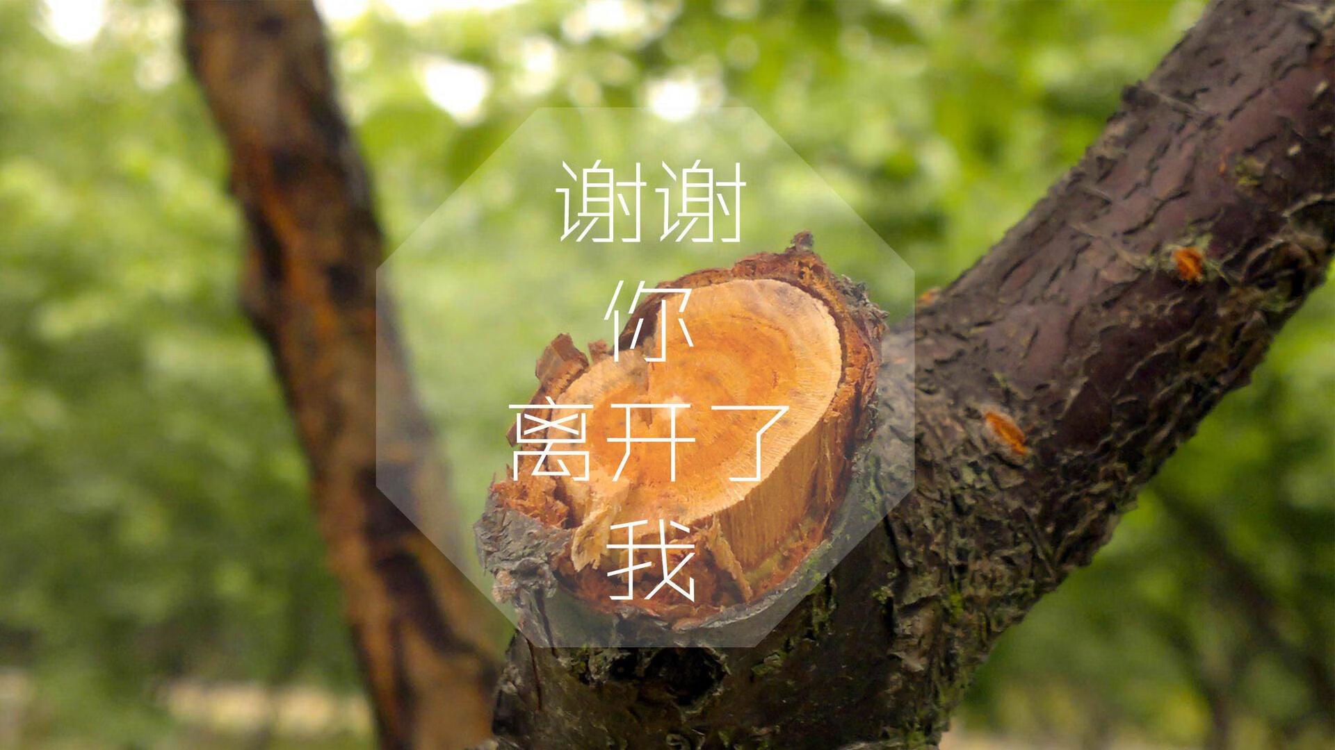 世界女子举重锦标赛中国队表现强势，世界女子举重世界纪录