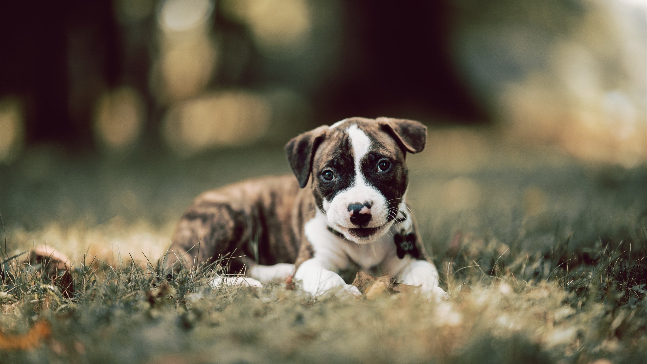 乐鱼电竞在线平台-艾比·德尔福：稳如磐石的防守能力，为南非队提供稳定支持，艾比德什么意思