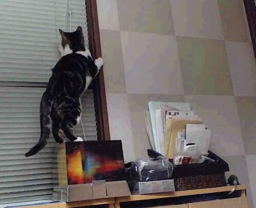 菲律宾球迷文化吸睛，赛事转播收视攀升，菲律宾海外球员