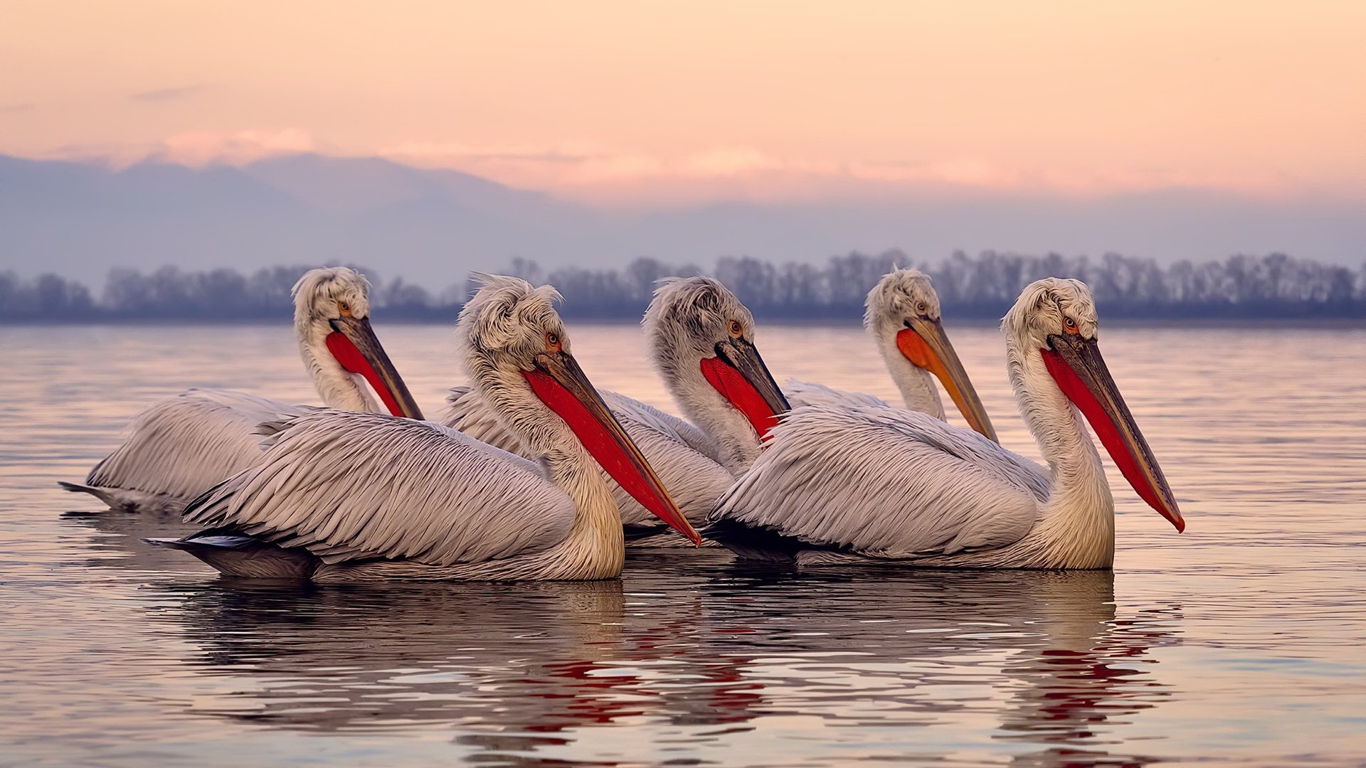 乐鱼体育(中国)官方网站-世界杯资格赛最大黑马？佛得角配得上这一称号！，世界杯f组