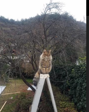 乐鱼电竞-中国篮球是否支持本土球员参与国际比赛规则改革讨论，中国篮球有希望